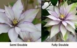 Samaritan Jo Clematis - 1 Gallon Pot -Garden Plants shop clematis samaritan jo 8