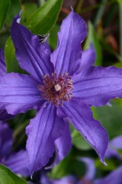 Sapphire Indigo Clematis - 3 Gallon Pot -Garden Plants shop clematis sapphire indigo 1