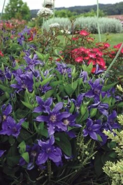 Sapphire Indigo Clematis - 3 Gallon Pot -Garden Plants shop clematis sapphire indigo 6