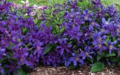 Sapphire Indigo Clematis - 3 Gallon Pot -Garden Plants shop clematis sapphire indigo 7