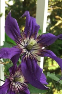 Sapphire Indigo Clematis - 3 Gallon Pot -Garden Plants shop clematis sapphire indigo 9