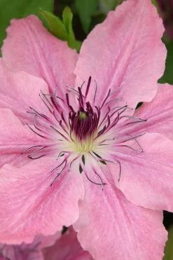 Sarah Elizabeth Clematis - 1 Gallon Pot -Garden Plants shop clematis sarah elizabeth 3