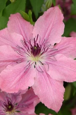 Sarah Elizabeth Clematis - 1 Gallon Pot -Garden Plants shop clematis sarah elizabeth 4
