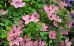 Sarah Elizabeth Clematis - 1 Gallon Pot -Garden Plants shop clematis sarah elizabeth 5