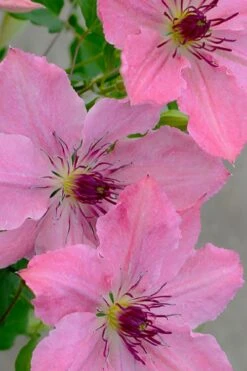 Sarah Elizabeth Clematis - 1 Gallon Pot -Garden Plants shop clematis sarah elizabeth 7
