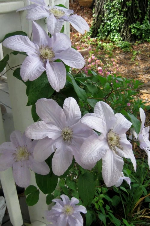 Silver Moon Clematis - 1 Gallon Pot Silver Moon Clematis - 1 Gallon Pot -Garden Plants shop clematis silver moon 3