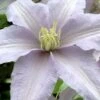 Silver Moon Clematis - 1 Gallon Pot