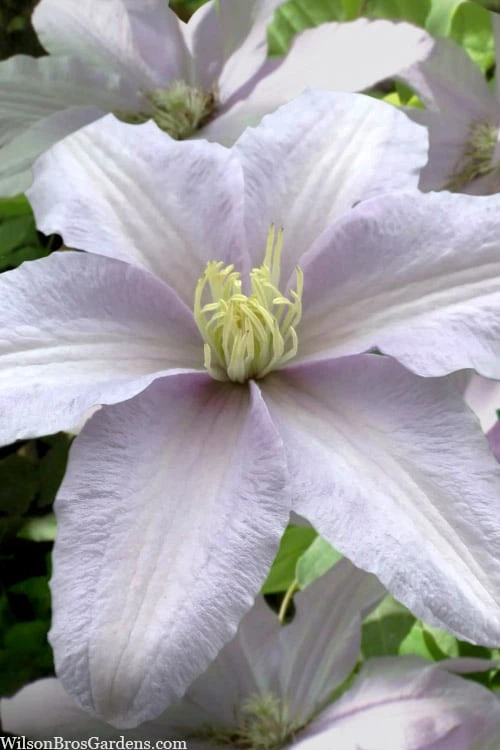 Silver Moon Clematis - 1 Gallon Pot Silver Moon Clematis - 1 Gallon Pot -Garden Plants shop clematis silver moon 6