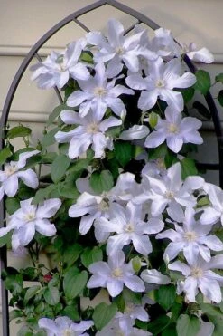 Silver Moon Clematis - 1 Gallon Pot 4 Silver Moon Clematis - 1 Gallon Pot -Garden Plants shop clematis silver moon 7