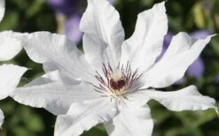 Snow Queen Clematis - 1 Gallon Pot -Garden Plants shop clematis snow queen 3