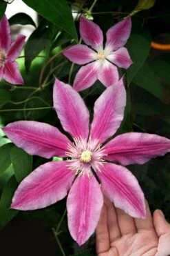 Sugar Candy Clematis - 1 Gallon Pot 5 Sugar Candy Clematis - 1 Gallon Pot -Garden Plants shop clematis sugar candy 3