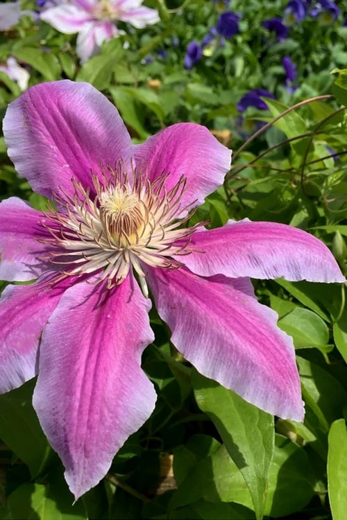 Sugar Candy Clematis - 1 Gallon Pot Sugar Candy Clematis - 1 Gallon Pot -Garden Plants shop clematis sugar candy 4