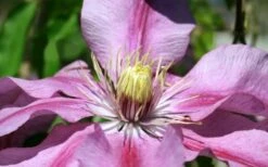 Sugar Candy Clematis - 1 Gallon Pot 4 Sugar Candy Clematis - 1 Gallon Pot -Garden Plants shop clematis sugar candy 5