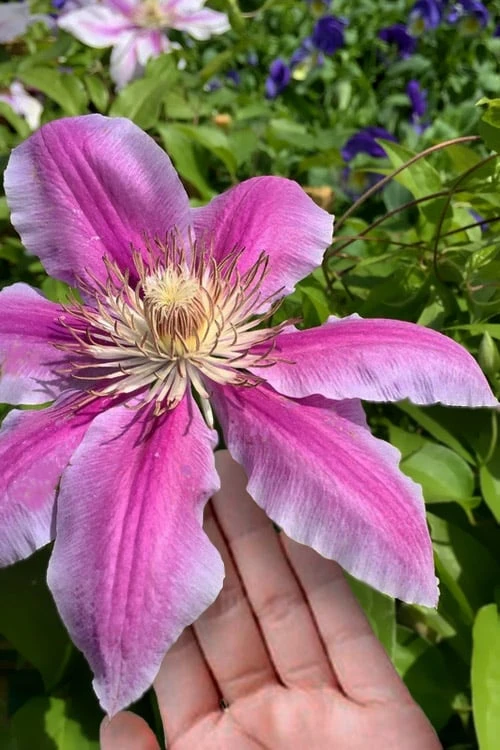 Sugar Candy Clematis - 1 Gallon Pot Sugar Candy Clematis - 1 Gallon Pot -Garden Plants shop clematis sugar candy 6