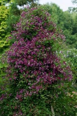 Sweet Summer Love Clematis - 1 Gallon Pot 4 Sweet Summer Love Clematis - 1 Gallon Pot -Garden Plants shop clematis sweet summer love 4