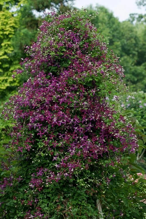 Sweet Summer Love Clematis - 1 Gallon Pot Sweet Summer Love Clematis - 1 Gallon Pot -Garden Plants shop clematis sweet summer love 4