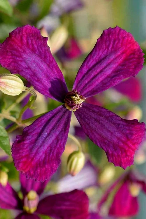 Sweet Summer Love Clematis - 1 Gallon Pot Sweet Summer Love Clematis - 1 Gallon Pot -Garden Plants shop clematis sweet summer love 6