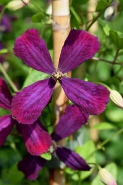 Sweet Summer Love Clematis - 1 Gallon Pot 6 Sweet Summer Love Clematis - 1 Gallon Pot -Garden Plants shop clematis sweet summer love 7