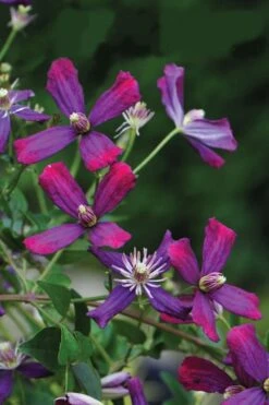 Sweet Summer Love Clematis - 1 Gallon Pot 3 Sweet Summer Love Clematis - 1 Gallon Pot -Garden Plants shop clematis sweet summer love 8