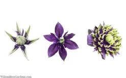 Taiga Clematis - 2 Gallon Pot 7 Taiga Clematis - 2 Gallon Pot -Garden Plants shop clematis taiga 24 1