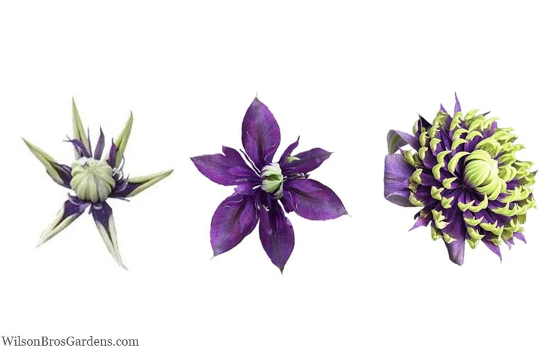 Taiga Clematis - 2 Gallon Pot Taiga Clematis - 2 Gallon Pot -Garden Plants shop clematis taiga 24 1