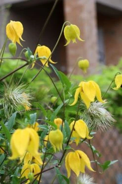 Tangutica Yellow Clematis - 1 Gallon Pot -Garden Plants shop clematis tangutica 1