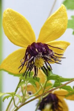 Tangutica Yellow Clematis - 1 Gallon Pot -Garden Plants shop clematis tangutica 2