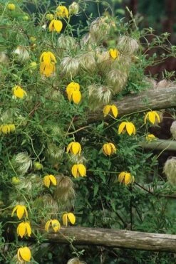 Tangutica Yellow Clematis - 1 Gallon Pot -Garden Plants shop clematis tangutica 4