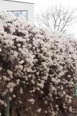 Tangutica Yellow Clematis - 1 Gallon Pot -Garden Plants shop clematis tangutica seedheads winter