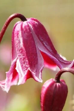 Etioile Rose Clematis - 1 Gallon Pot -Garden Plants shop clematis texensis etoile rose 1