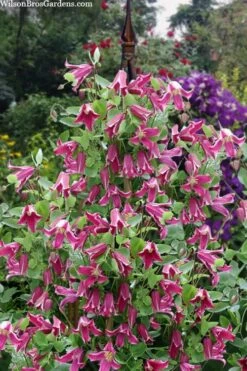 Etioile Rose Clematis - 1 Gallon Pot -Garden Plants shop clematis texensis etoile rose 4