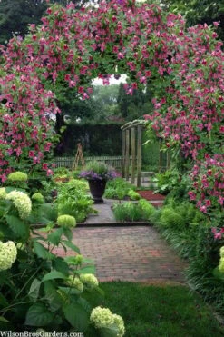 Etioile Rose Clematis - 1 Gallon Pot -Garden Plants shop clematis texensis etoile rose 5