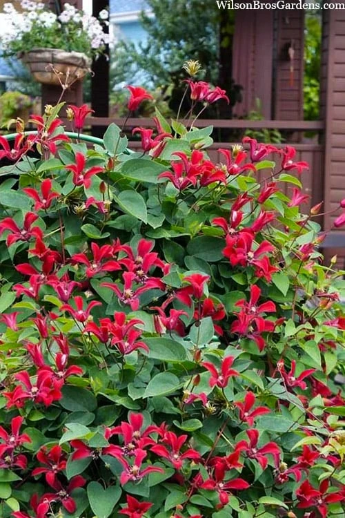 Gravetye Beauty Clematis - 1 Gallon Pot Gravetye Beauty Clematis - 1 Gallon Pot -Garden Plants shop clematis texensis gravetye beauty 10