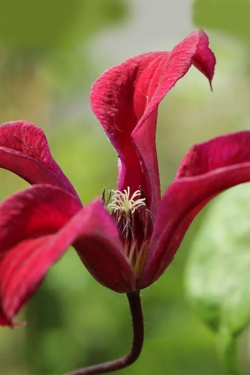 Gravetye Beauty Clematis - 1 Gallon Pot Gravetye Beauty Clematis - 1 Gallon Pot -Garden Plants shop clematis texensis gravetye beauty 2