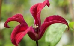 Gravetye Beauty Clematis - 1 Gallon Pot 5 Gravetye Beauty Clematis - 1 Gallon Pot -Garden Plants shop clematis texensis gravetye beauty 4
