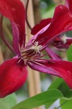 Gravetye Beauty Clematis - 1 Gallon Pot 7 Gravetye Beauty Clematis - 1 Gallon Pot -Garden Plants shop clematis texensis gravetye beauty 6