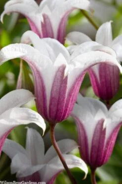 Princess Kate Clematis - 1 Gallon Pot -Garden Plants shop clematis texensis princess kate 23