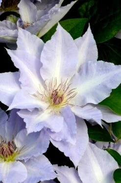 Tranquilite Clematis - 1 Gallon Pot -Garden Plants shop clematis tranquilete 3