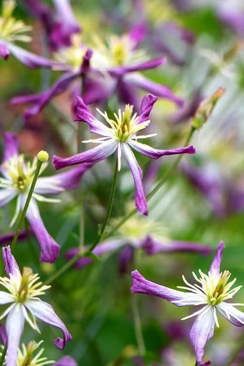 Rubromarginata Fragrant Clematis - 1 Gallon Pot Rubromarginata Fragrant Clematis - 1 Gallon Pot -Garden Plants shop clematis triternata rubromarginata 1