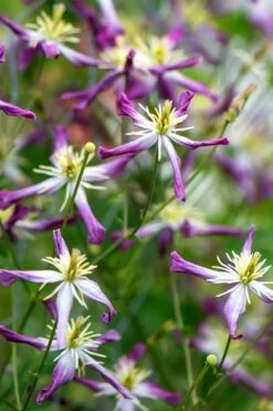 Rubromarginata Fragrant Clematis - 1 Gallon Pot 7 Rubromarginata Fragrant Clematis - 1 Gallon Pot -Garden Plants shop clematis triternata rubromarginata 2