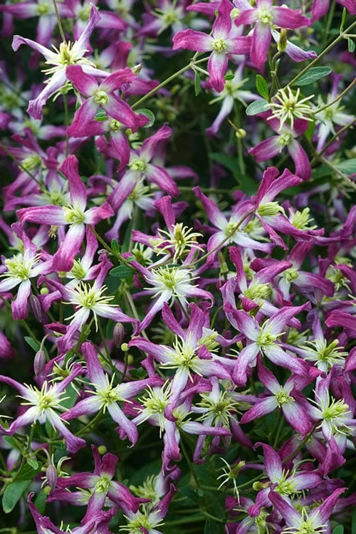 Rubromarginata Fragrant Clematis - 1 Gallon Pot Rubromarginata Fragrant Clematis - 1 Gallon Pot -Garden Plants shop clematis triternata rubromarginata 4