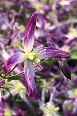 Rubromarginata Fragrant Clematis - 1 Gallon Pot 4 Rubromarginata Fragrant Clematis - 1 Gallon Pot -Garden Plants shop clematis triternata rubromarginata 5