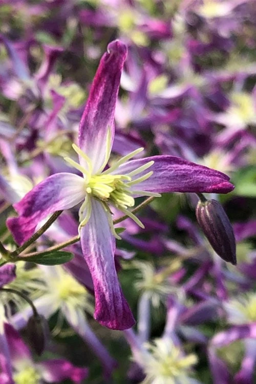 Rubromarginata Fragrant Clematis - 1 Gallon Pot Rubromarginata Fragrant Clematis - 1 Gallon Pot -Garden Plants shop clematis triternata rubromarginata 5