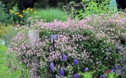 Rubromarginata Fragrant Clematis - 1 Gallon Pot 5 Rubromarginata Fragrant Clematis - 1 Gallon Pot -Garden Plants shop clematis triternata rubromarginata 6