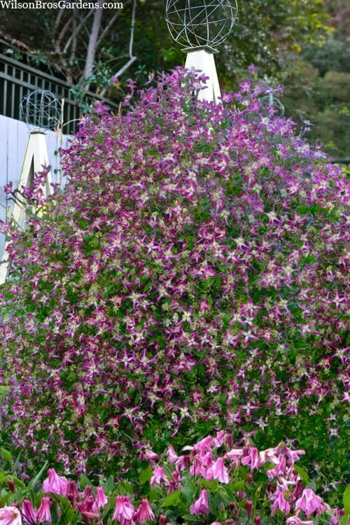 Rubromarginata Fragrant Clematis - 1 Gallon Pot Rubromarginata Fragrant Clematis - 1 Gallon Pot -Garden Plants shop clematis triternata rubromarginata 8