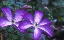 Venosa Violacea Clematis - 1 Gallon Pot -Garden Plants shop clematis venosa violacea 1
