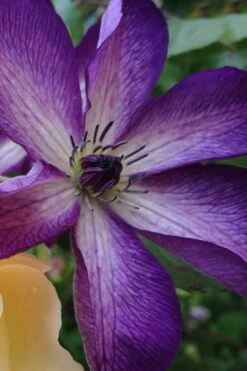 Venosa Violacea Clematis - 1 Gallon Pot -Garden Plants shop clematis venosa violacea 10