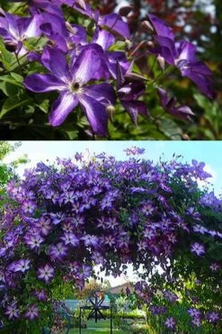 Venosa Violacea Clematis - 1 Gallon Pot -Garden Plants shop clematis venosa violacea 3