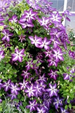 Venosa Violacea Clematis - 1 Gallon Pot -Garden Plants shop clematis venosa violacea 5