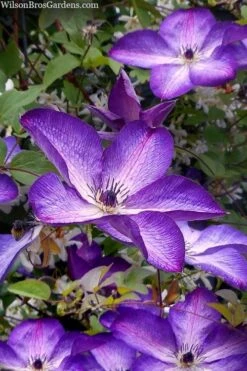 Venosa Violacea Clematis - 1 Gallon Pot -Garden Plants shop clematis venosa violacea 7